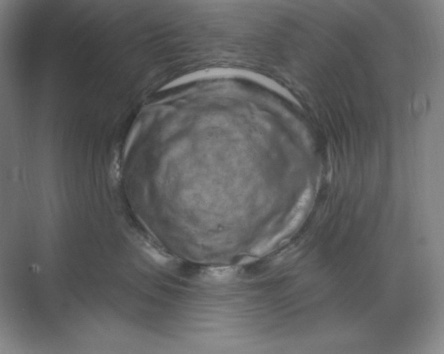 X0000070180479200606091511