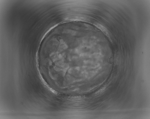 X0000070180798200606091505