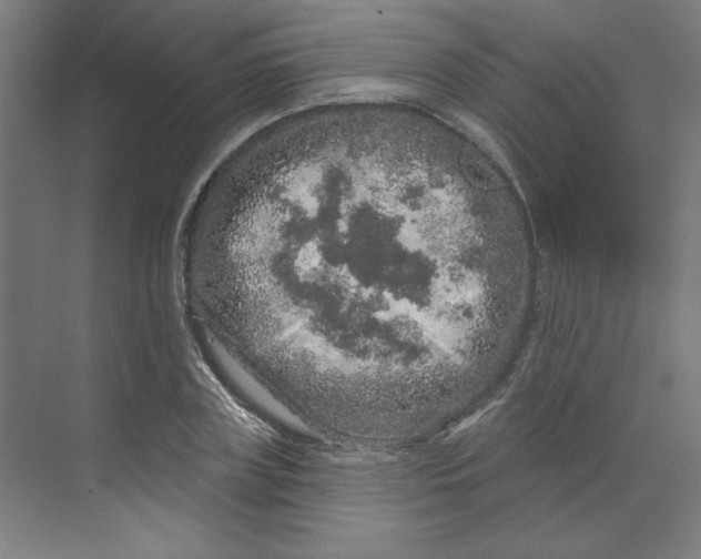 X0000070180835200606091504