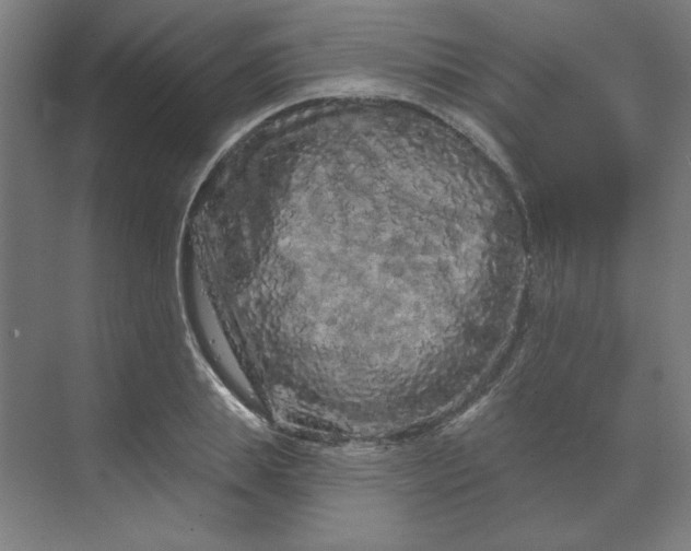 X0000070180839200606091504