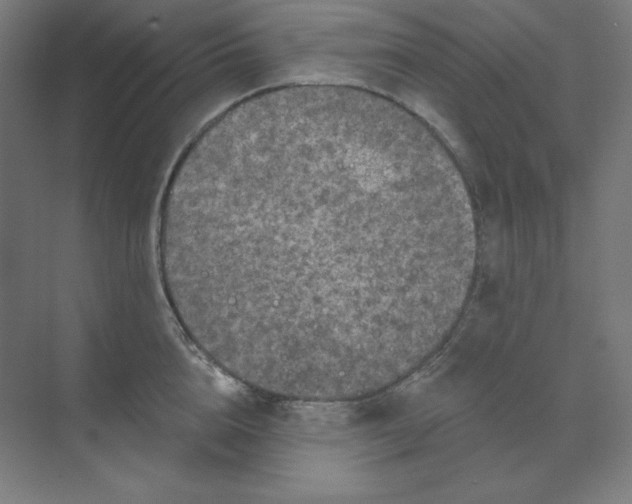 X0000070180856200606091505