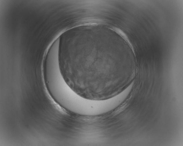 X0000070180859200606091505