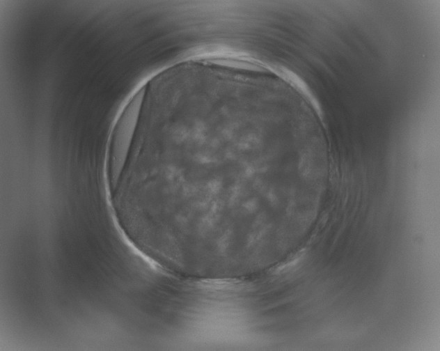 X0000070180863200606091505