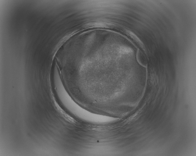 X0000070180938200606091503