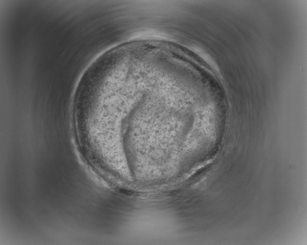 X0000070181008200606091502