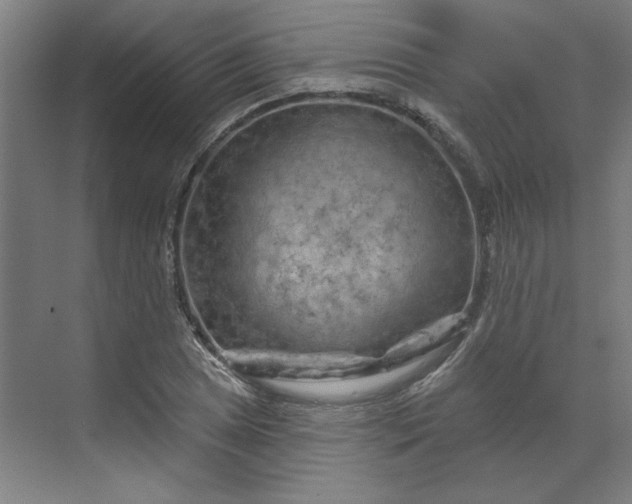 X0000070181025200606091501