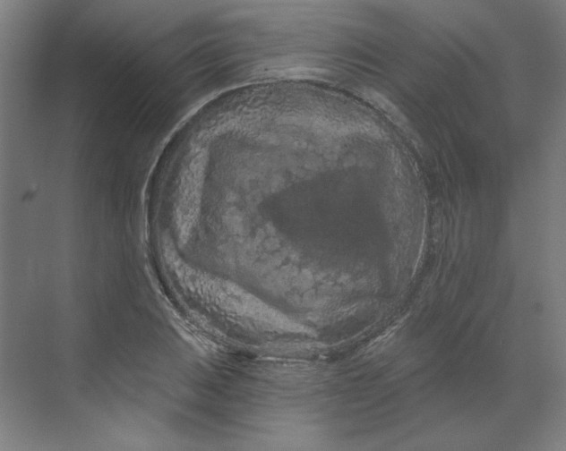 X0000070181031200606091501