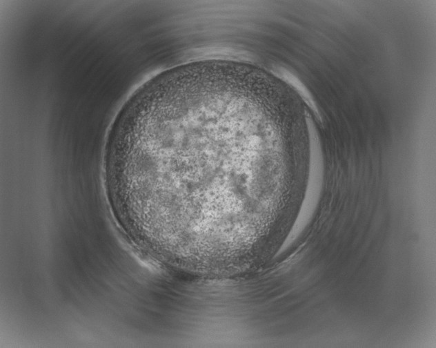 X0000070181043200606091501