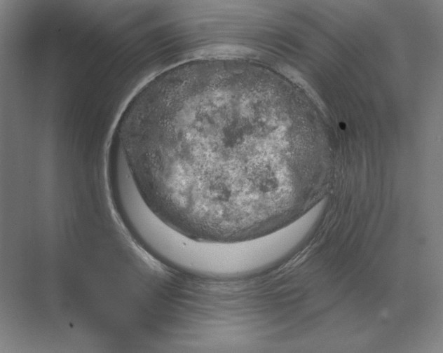 X0000070181083200606091500