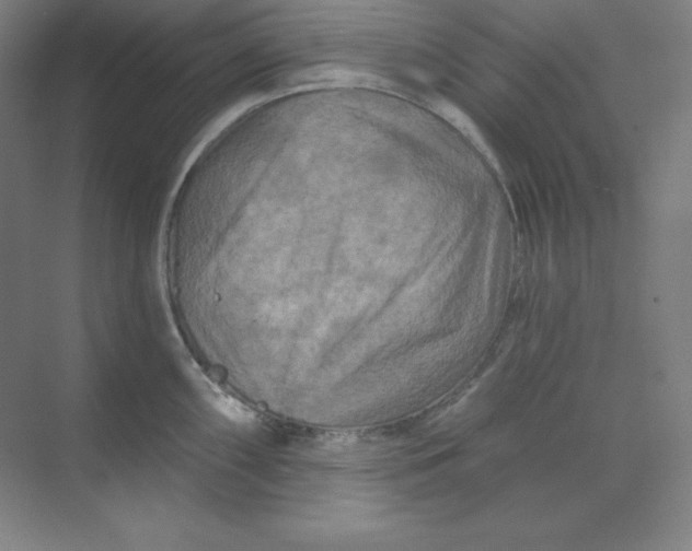 X0000070181098200606091500