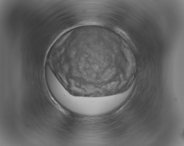 X0000070181236200606091458