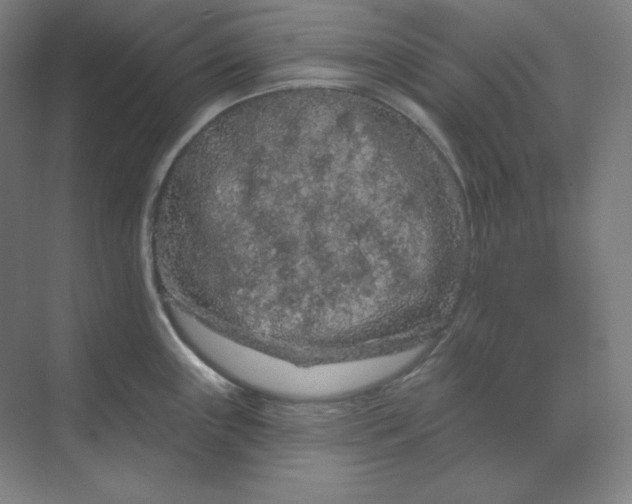 X0000070181243200606091458