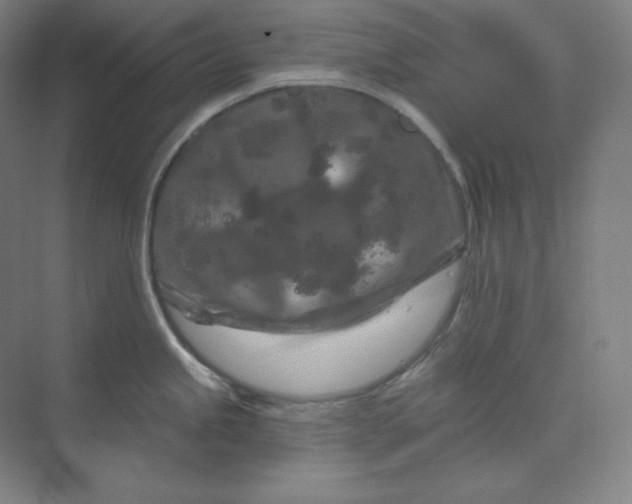 X0000070181245200606091458