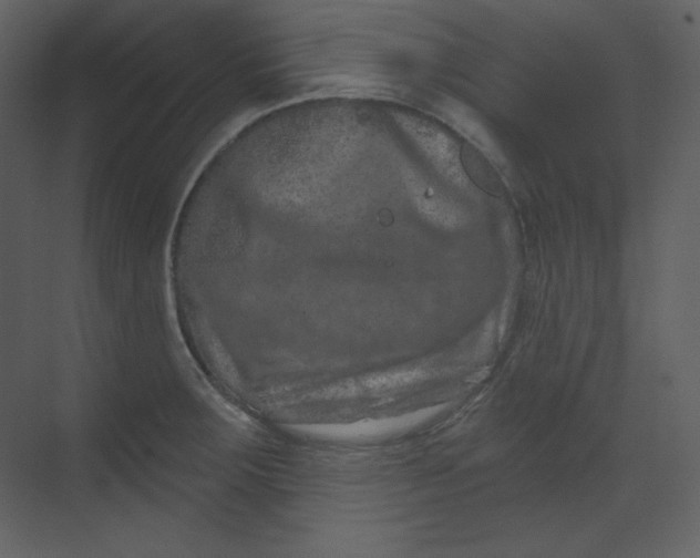 X0000070181283200606091457