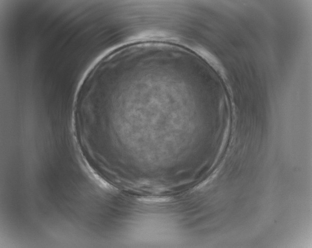 X0000070181296200606091457