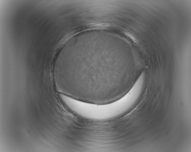 X0000070181354200606091456