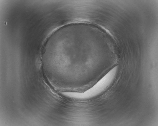 X0000070181363200606091456