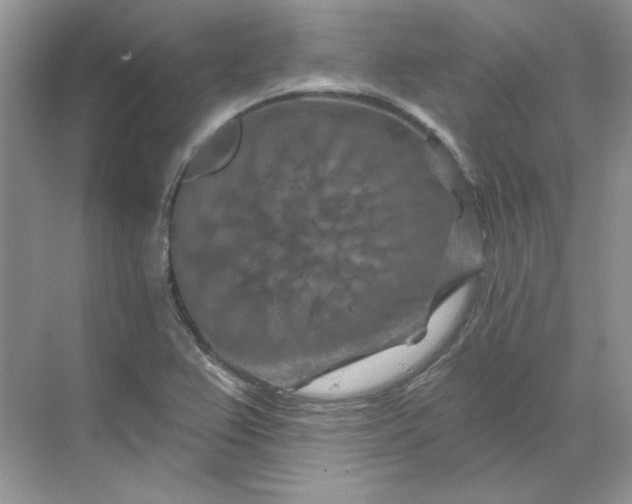 X0000070181367200606091455