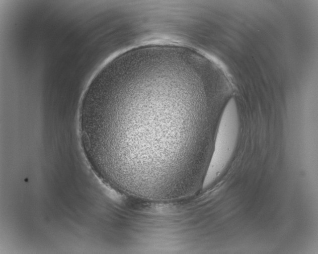 X0000070181375200606091455