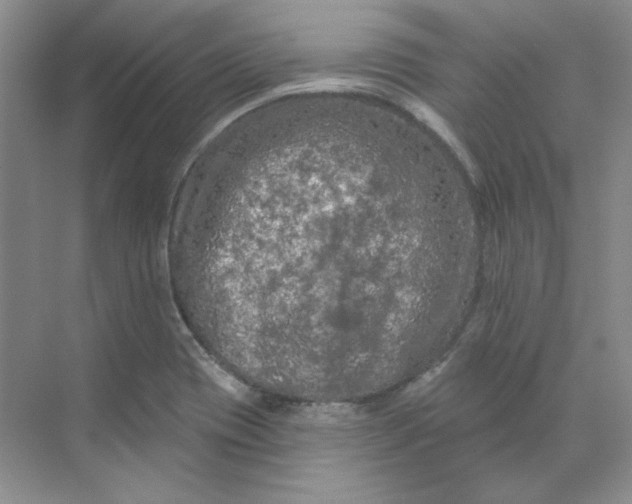 X0000070181417200606091455