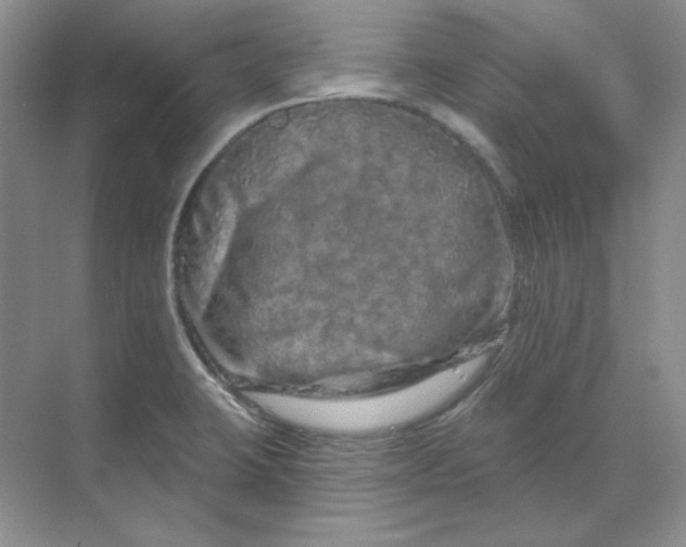 X0000070181423200606091455