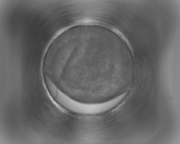 X0000070181429200606091455