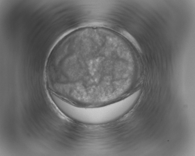 X0000070181436200606091455