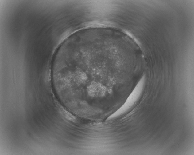 X0000070181459200606091454