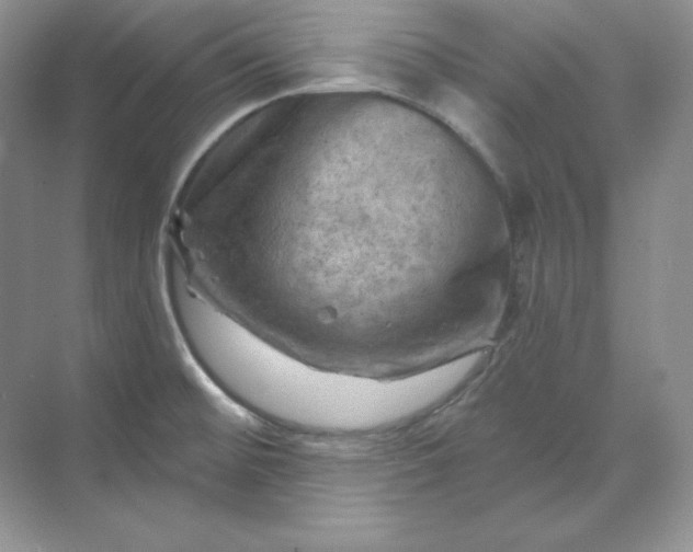 X0000070181476200606091454