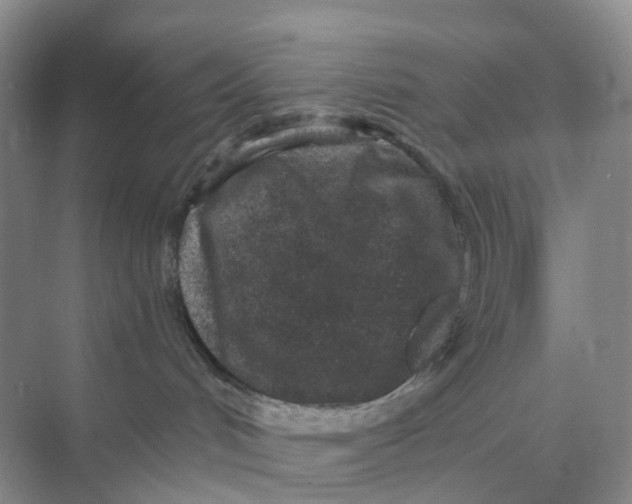 X0000070180048200606162133