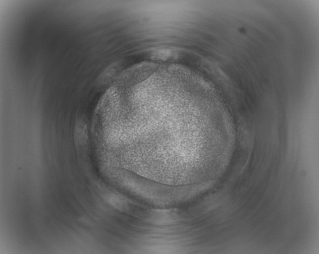 X0000070180375200606162128