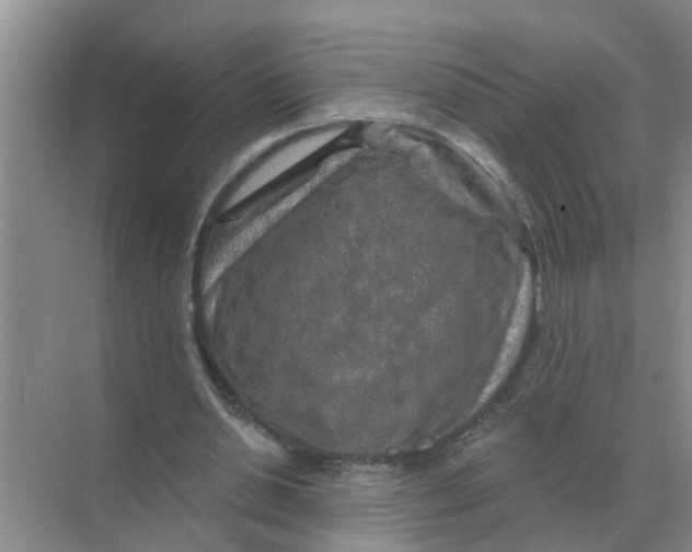 X0000070180438200606162126