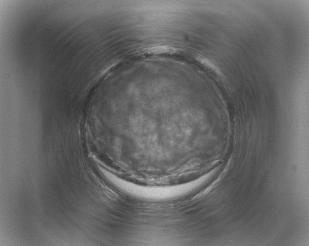 X0000070181305200606162111