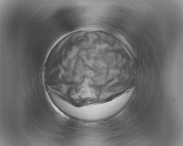 X0000070181484200606162109