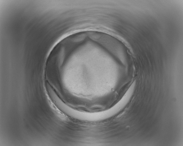 X0000070181530200606162109