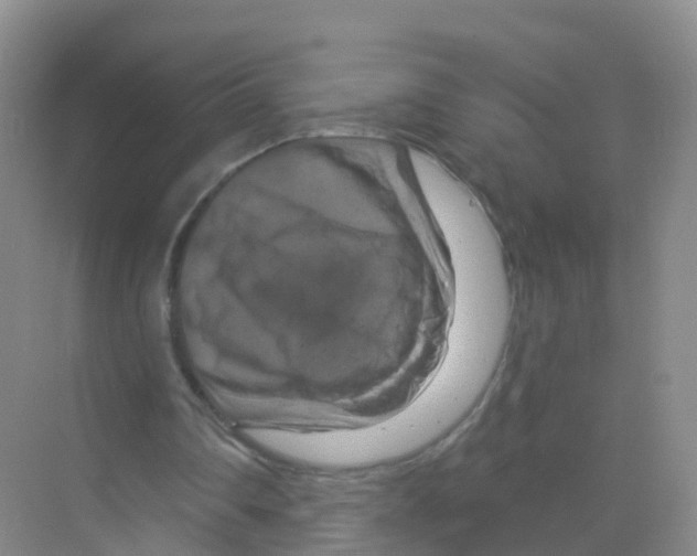X0000070180290200606231954