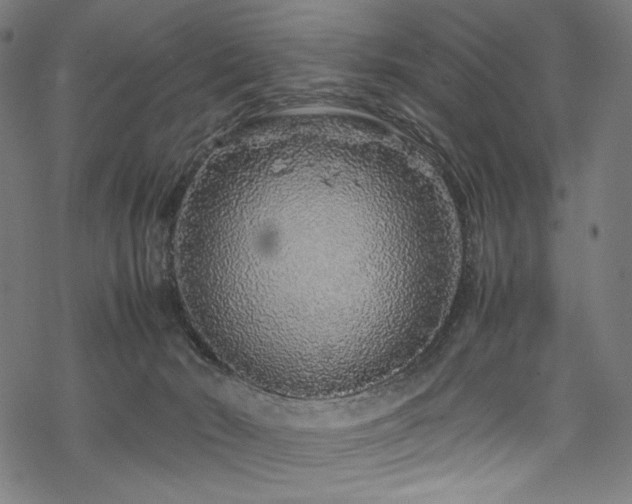 X0000070190030200605261209