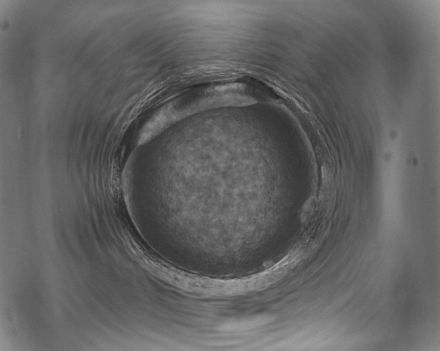 X0000070190048200605261208