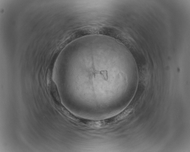 X0000070190131200605261207