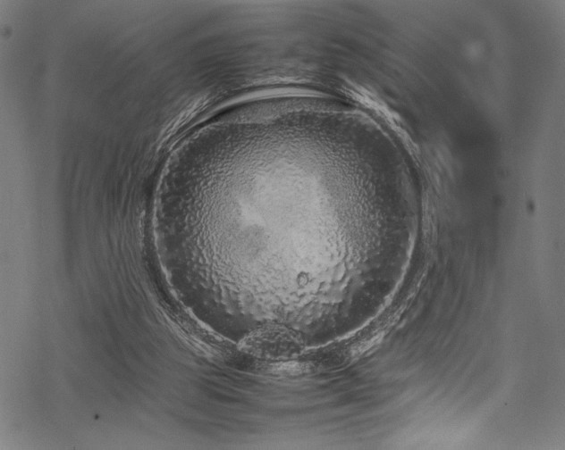 X0000070190153200605261206