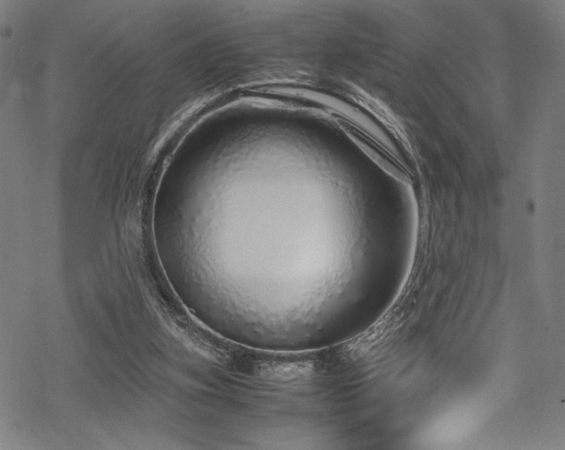 X0000070190155200605261206