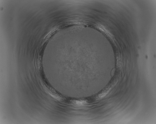 X0000070190165200605261206