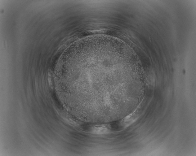 X0000070190175200605261207