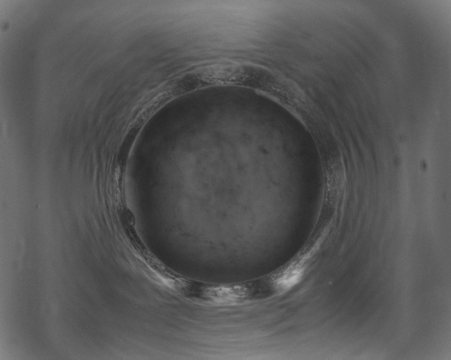 X0000070190239200605261205