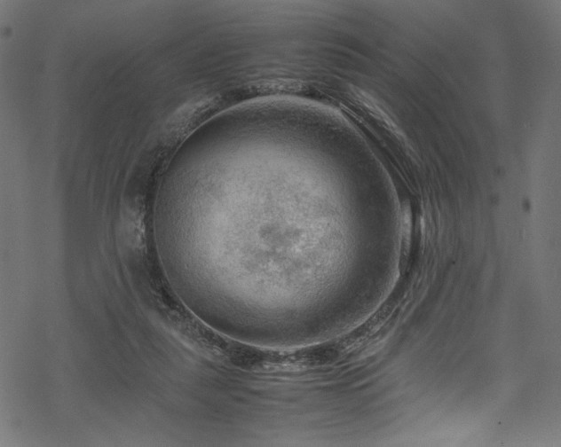 X0000070190259200605261205