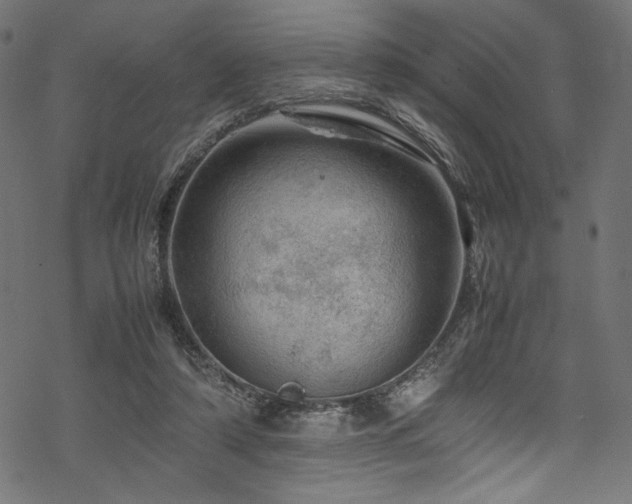 X0000070190306200605261204