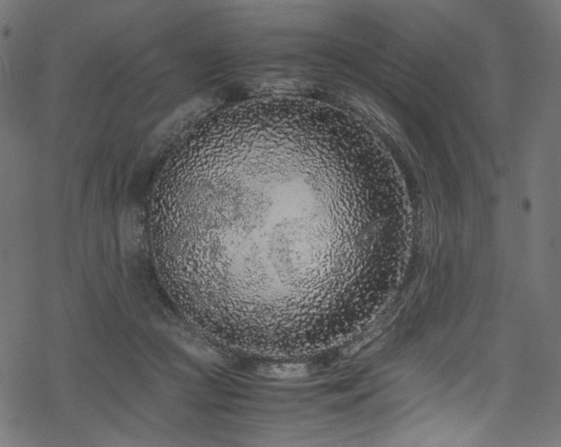 X0000070190361200605261203