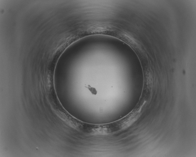 X0000070190362200605261203