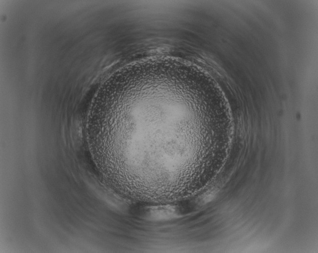 X0000070190363200605261203