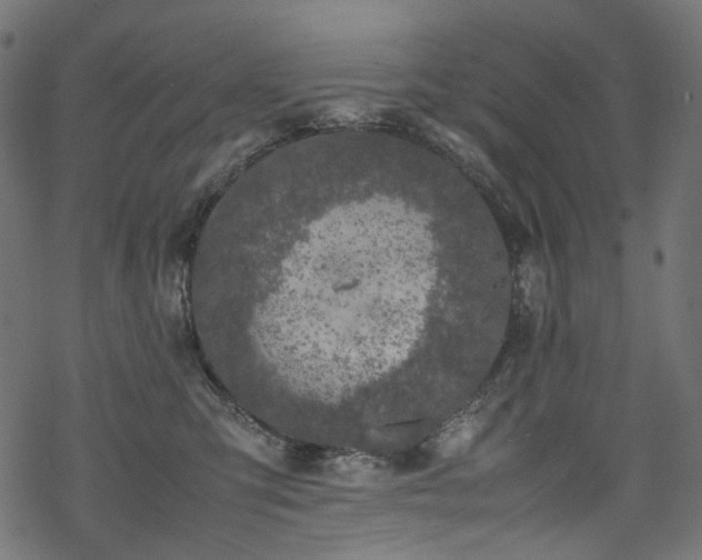 X0000070190423200605261202